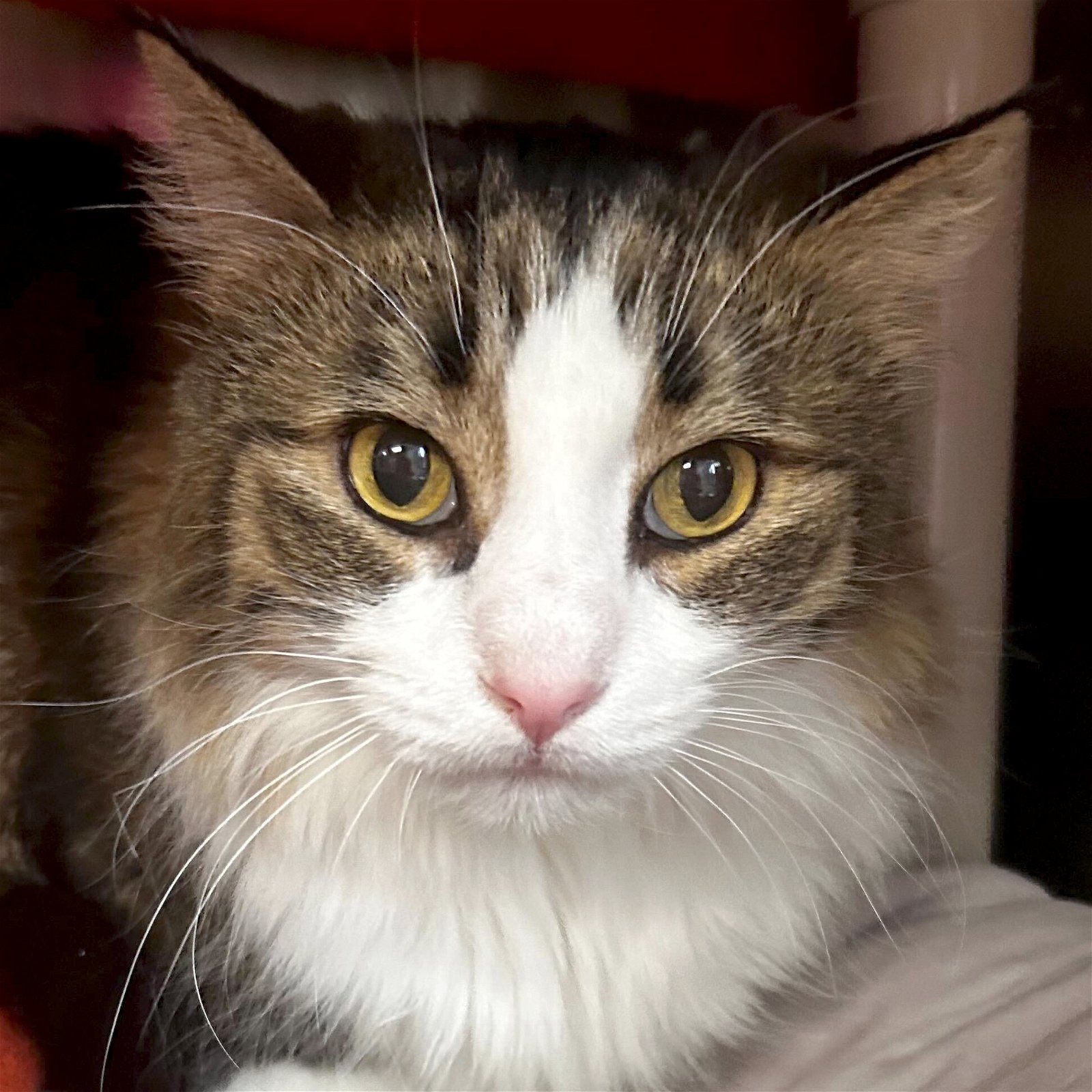 adoptable Cat in Fort Atkinson, WI named Boots - Adoption Fee Paid!