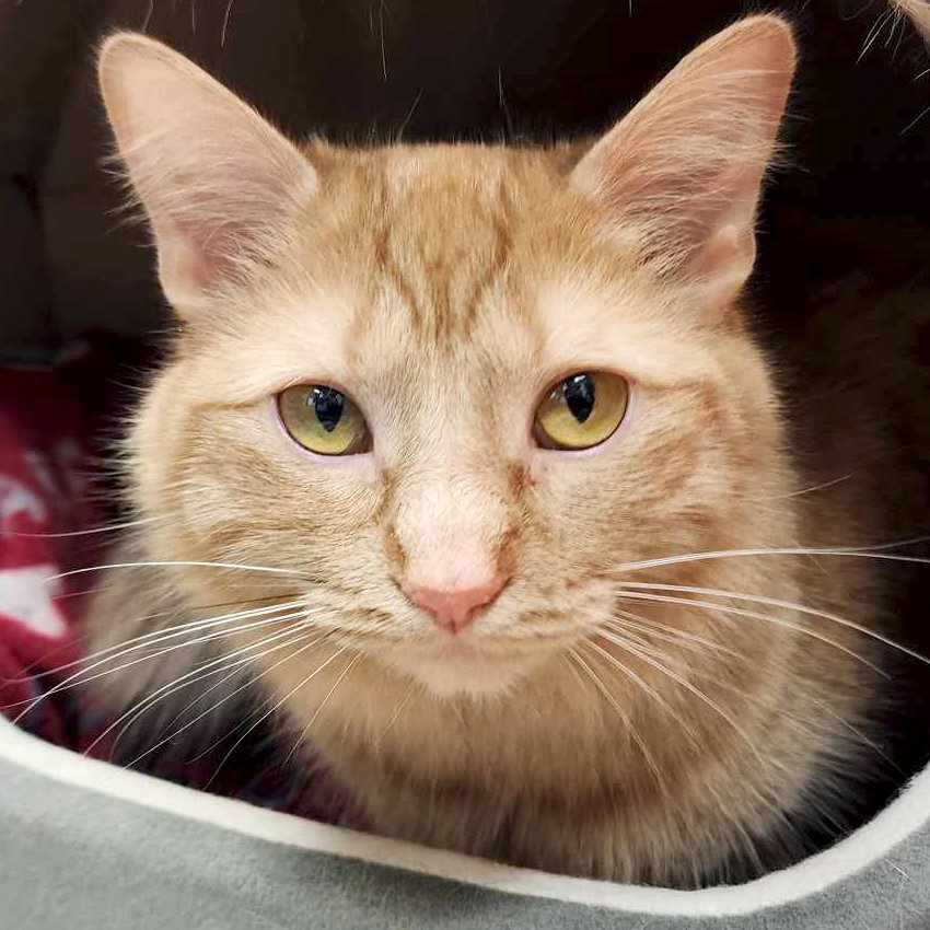Cat adoption in Fort Atkinson, WI 53538 Domestic Medium Hair (medium