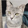 adoptable Cat in fort atkinson, WI named Gertrude