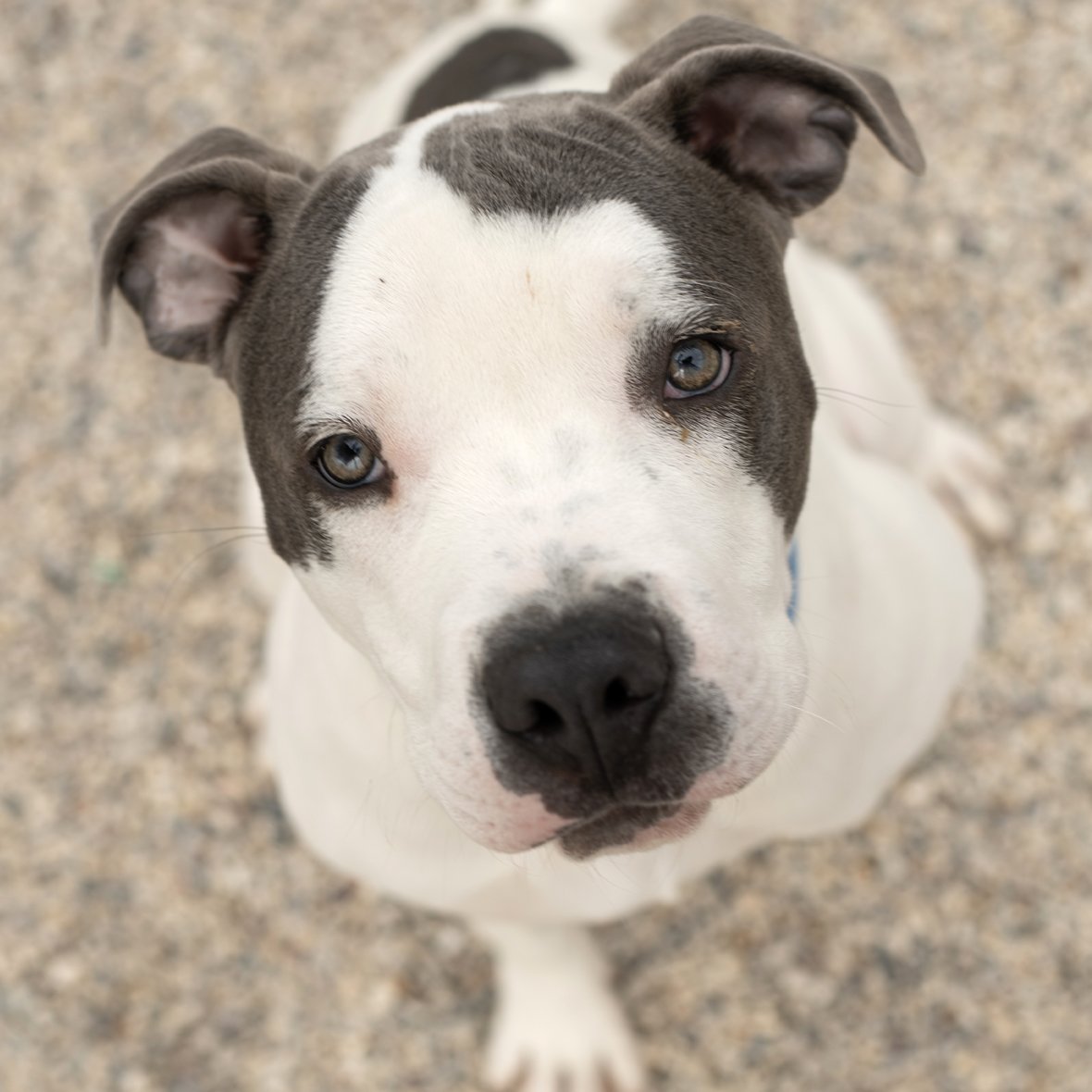 adoptable Dog in Fort Atkinson, WI named Ghost - Reduced Fee!