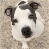 adoptable Dog in fort atkinson, WI named Ghost