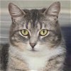 adoptable Cat in fort atkinson, WI named Patricia