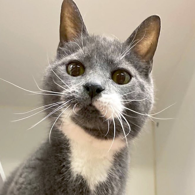 adoptable Cat in Madison, WI named Peyton