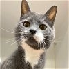 adoptable Cat in madison, WI named Peyton