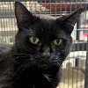 adoptable Cat in madison, WI named The Dude