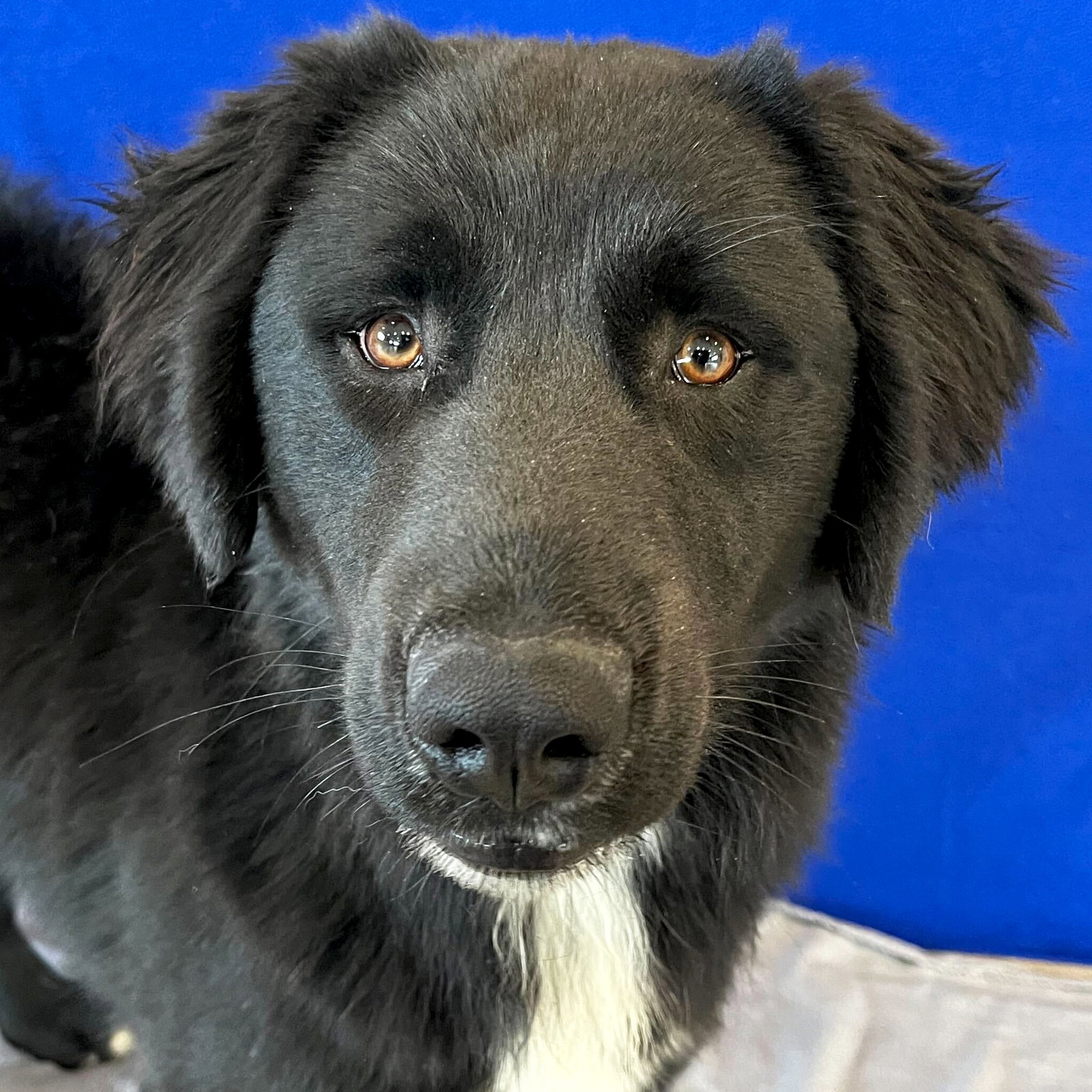 Dog adoption in Fort Atkinson, WI 53538 Retriever / Mixed (long coat