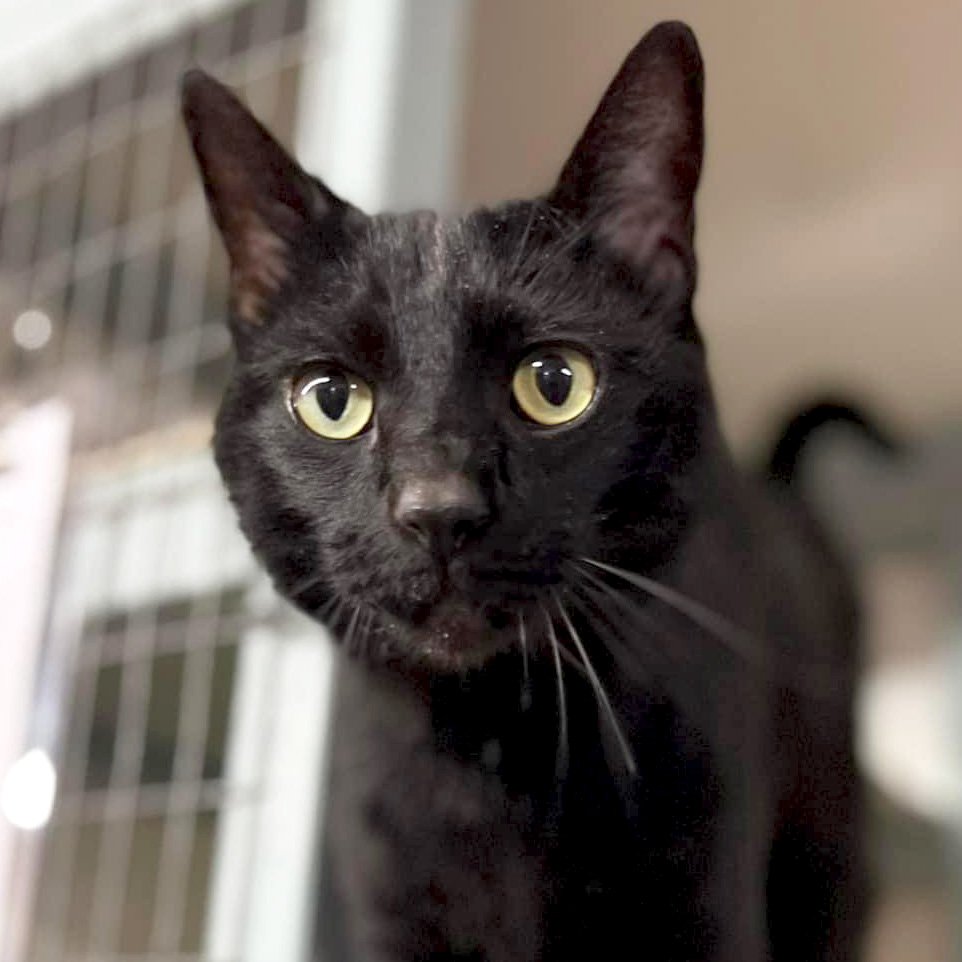 adoptable Cat in Fort Atkinson, WI named Puddy - Adoption Fee Paid!