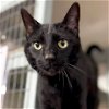 adoptable Cat in fort atkinson, WI named Puddy