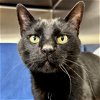 adoptable Cat in fort atkinson, WI named Puddy - Adoption Fee Paid!