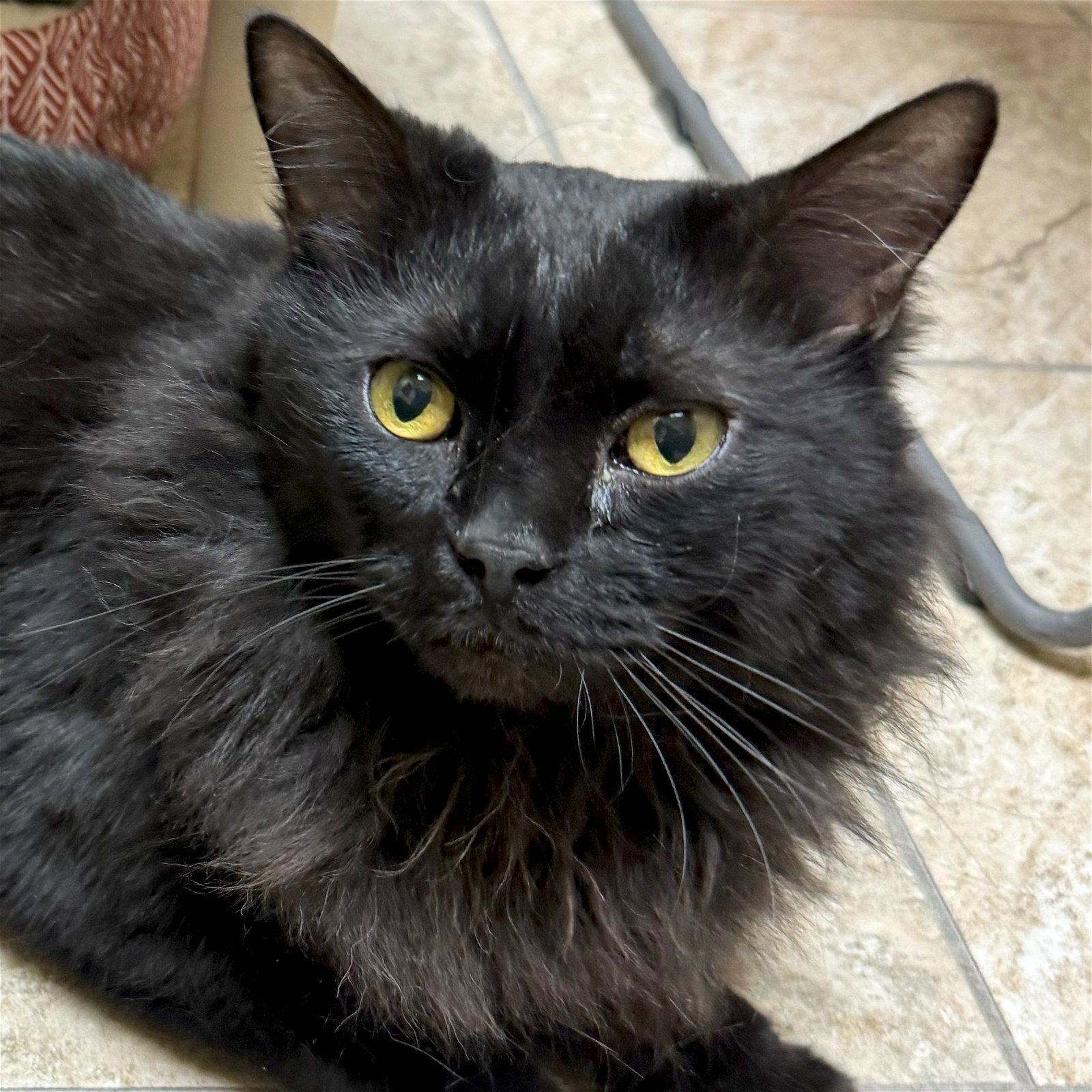 adoptable Cat in Fort Atkinson, WI named Taron - Reduced Fee!