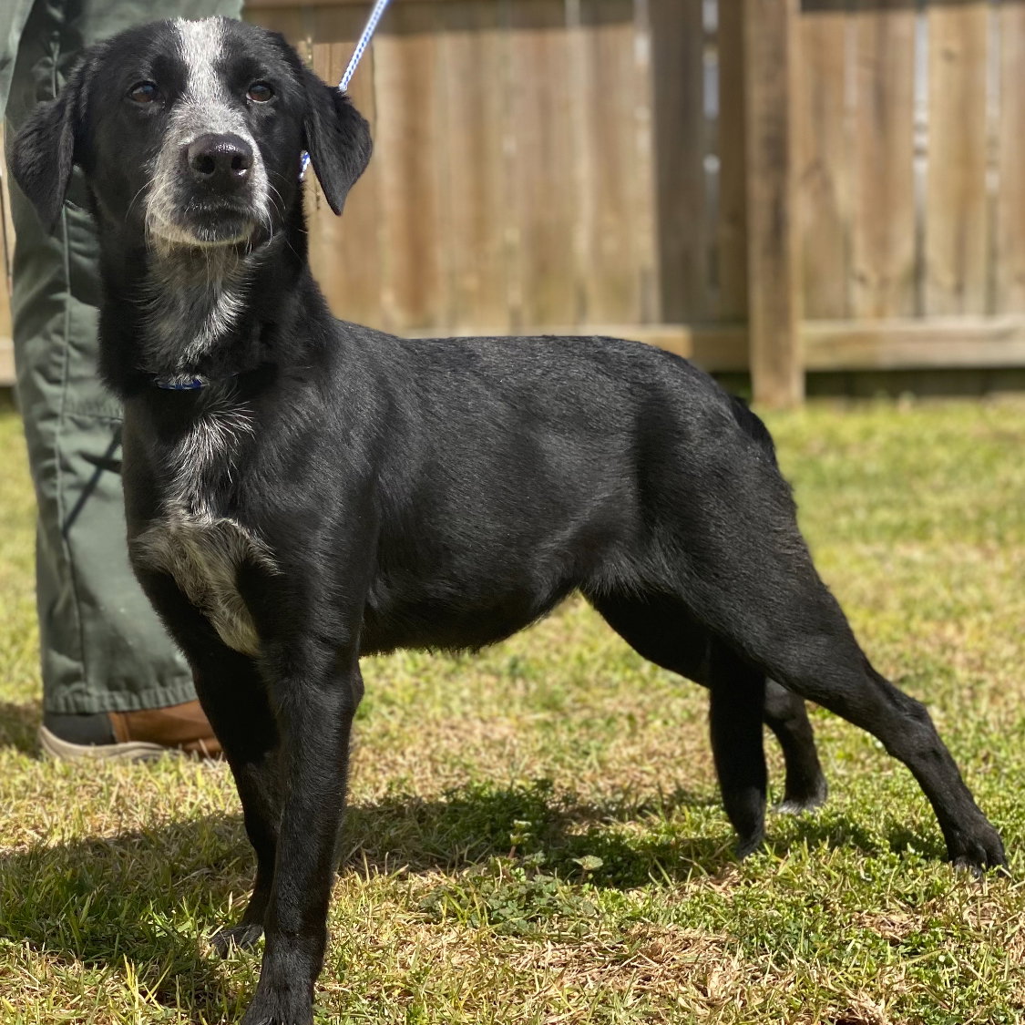 Dog adoption in Fort Atkinson, WI 53538 Flatcoated Retriever / Mixed