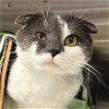 adoptable Cat in fort atkinson, WI named Houston
