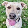 adoptable Dog in , WI named Christina - Reduced Fee!