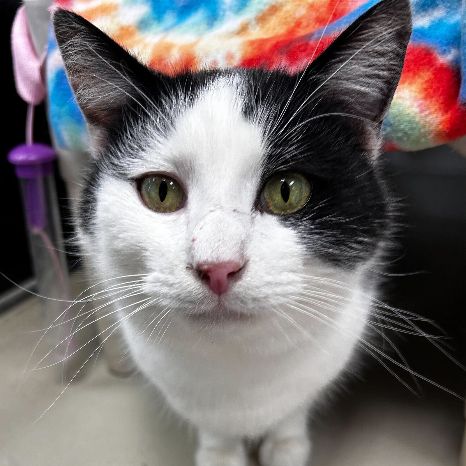 adoptable Cat in Madison, WI named Pluto