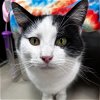 adoptable Cat in , WI named Pluto