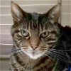 adoptable Cat in , WI named Mr. Seger - Adoption Fee Paid!
