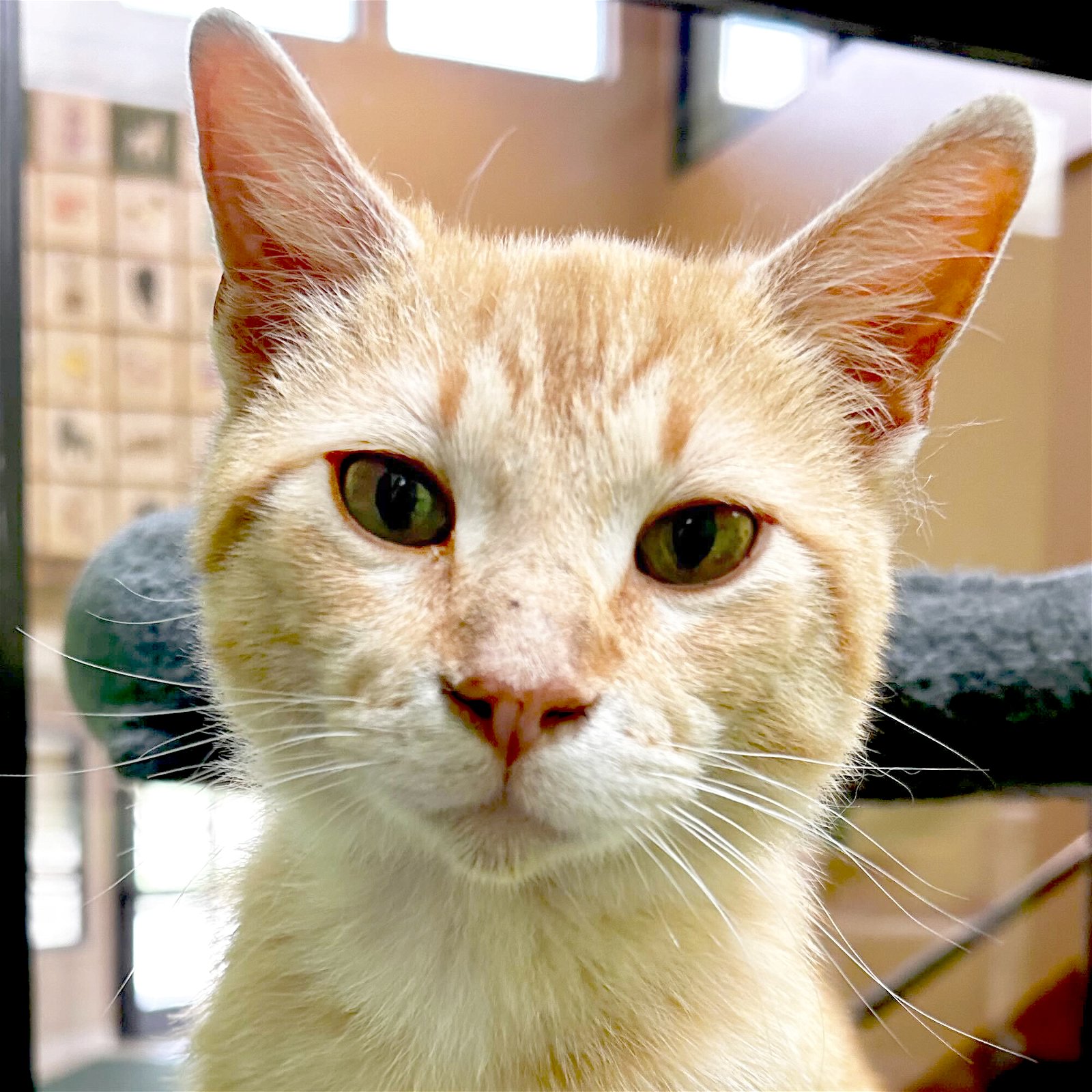 adoptable Cat in Fort Atkinson, WI named Syrup - Reduced Fee!