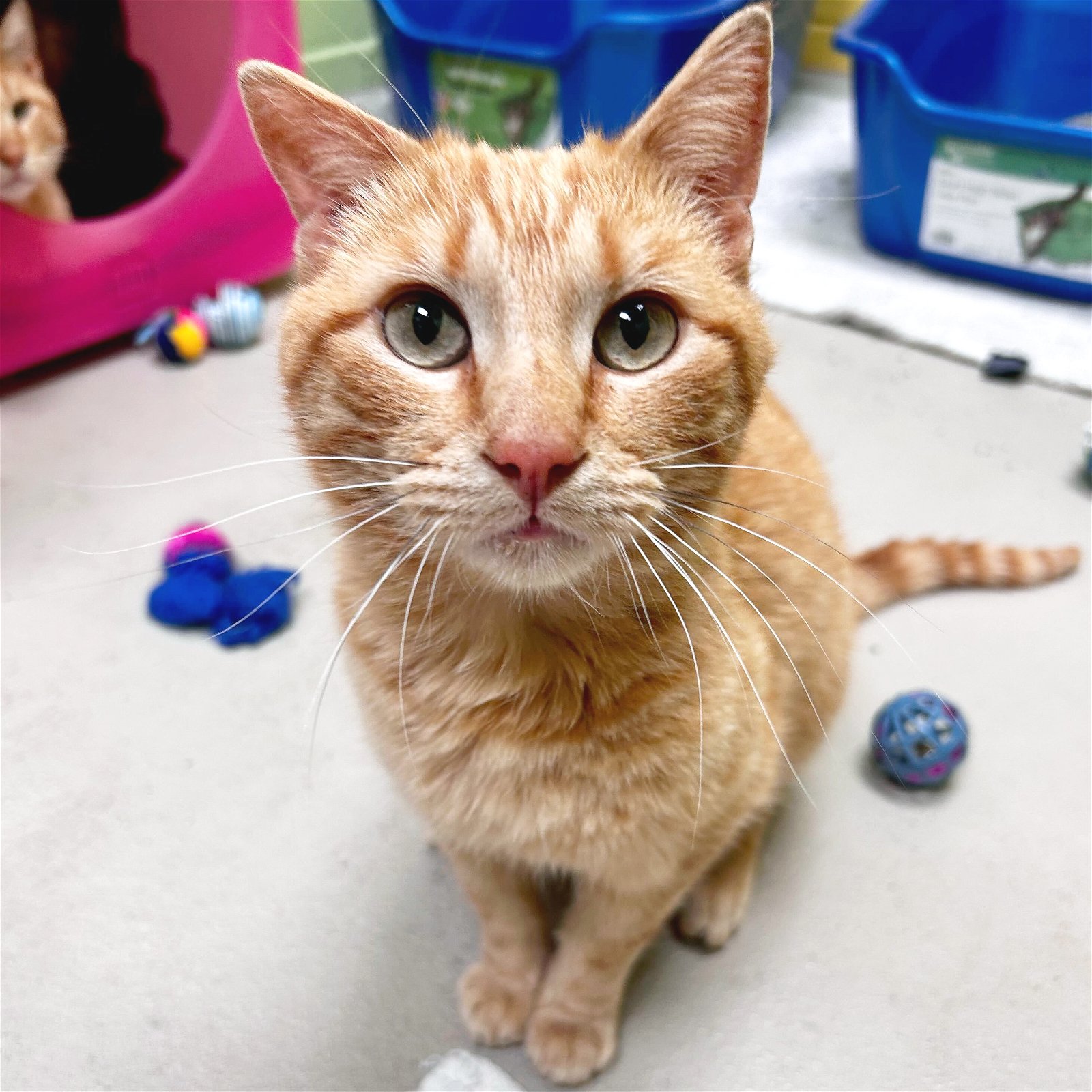 adoptable Cat in Fort Atkinson, WI named Waffle