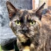 adoptable Cat in fort atkinson, WI named Marie