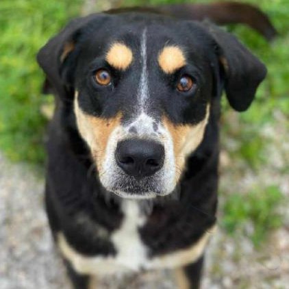 adoptable Dog in Fort Atkinson, WI named Stella