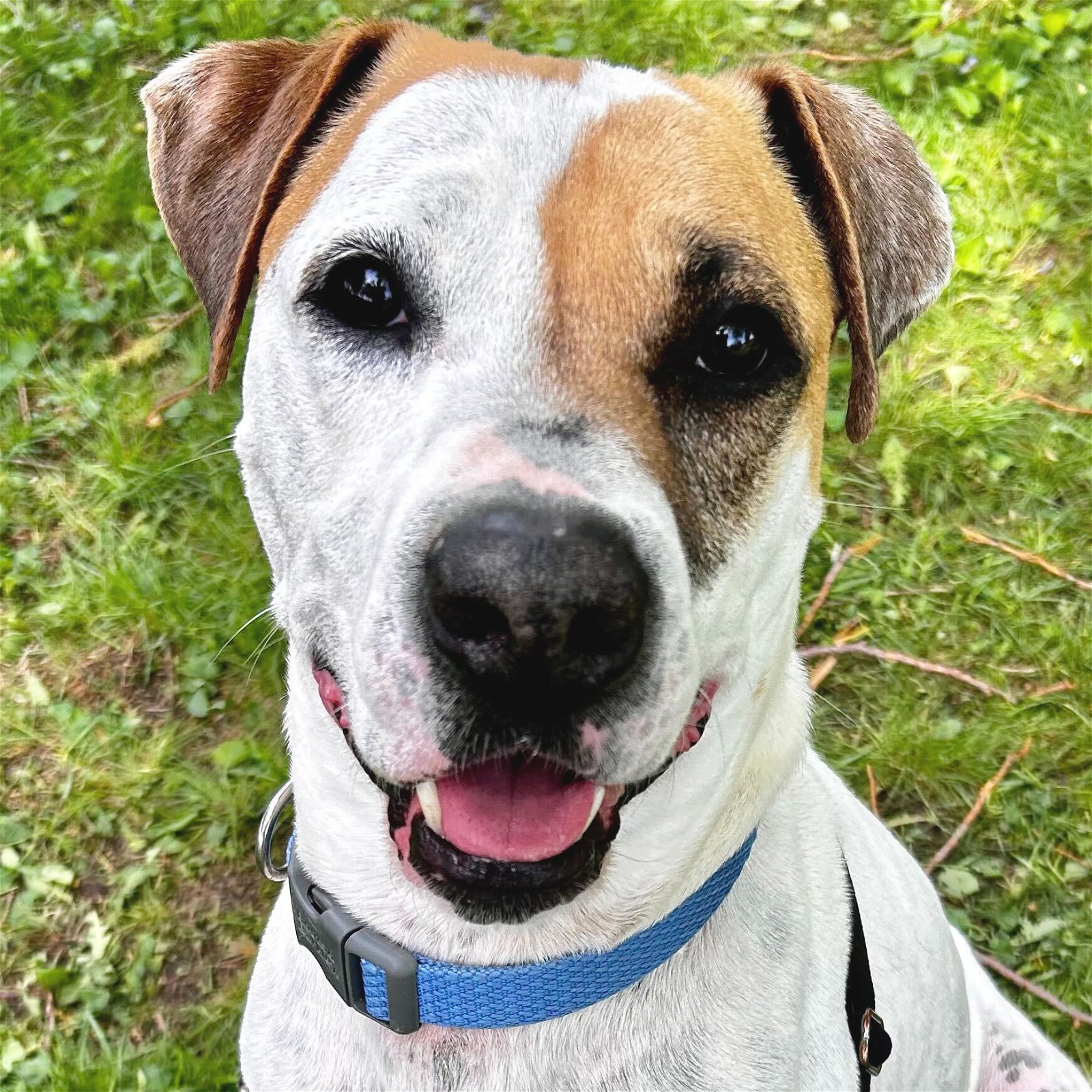 adoptable Dog in Fort Atkinson, WI named Sparky
