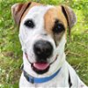 adoptable Dog in , WI named Sparky