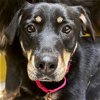 adoptable Dog in fort atkinson, WI named Lizzy
