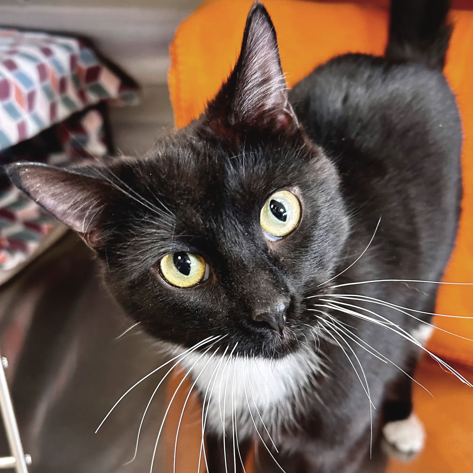 adoptable Cat in Whitewater, WI named Matteo