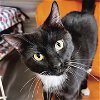 adoptable Cat in whitewater, WI named Matteo