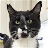 adoptable Cat in whitewater, WI named Shorty
