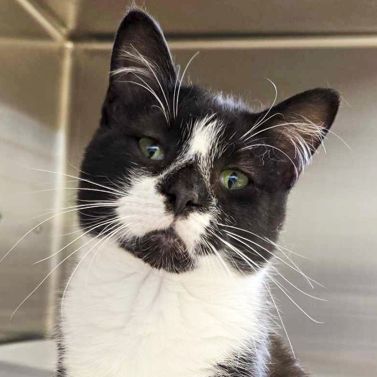 adoptable Cat in Fort Atkinson, WI named Arthur