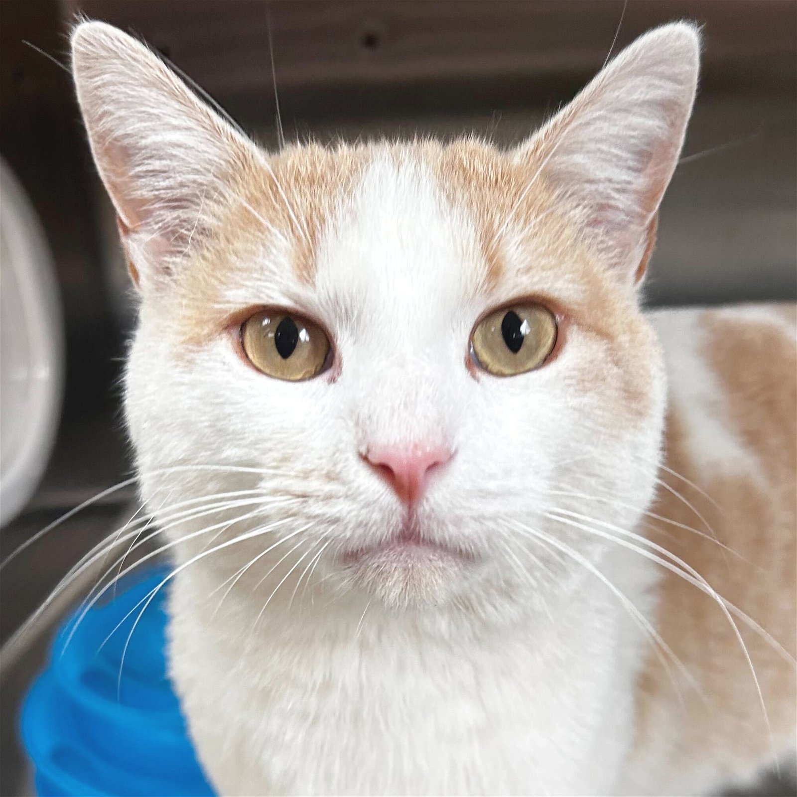 adoptable Cat in Fort Atkinson, WI named Champagne