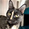 adoptable Cat in fort atkinson, WI named Mystif