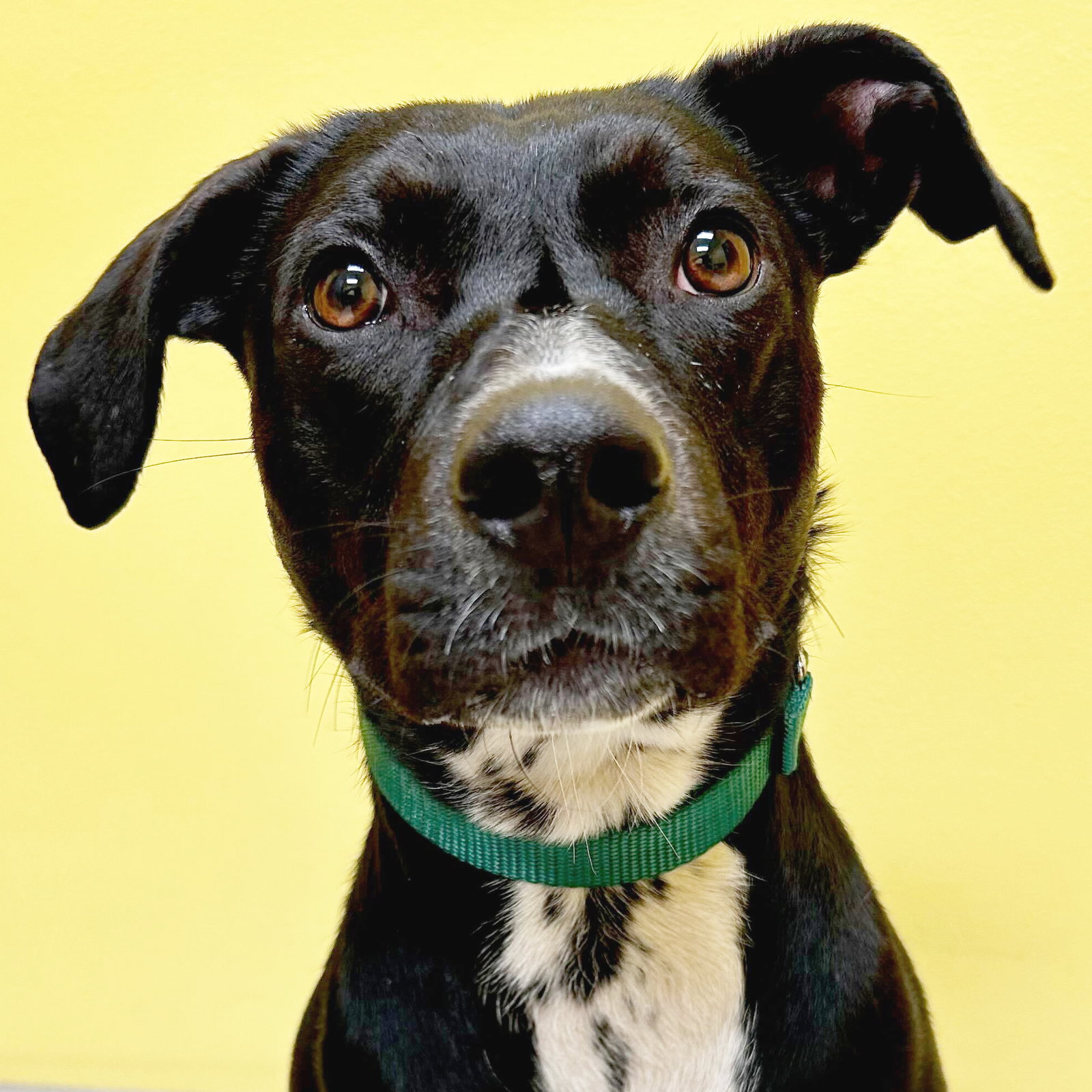 Humane Adoptable Dogs Adoptable Dogs — Humane Society of Jefferson County, Wisconsin
