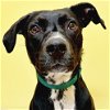 adoptable Dog in fort atkinson, WI named Lola