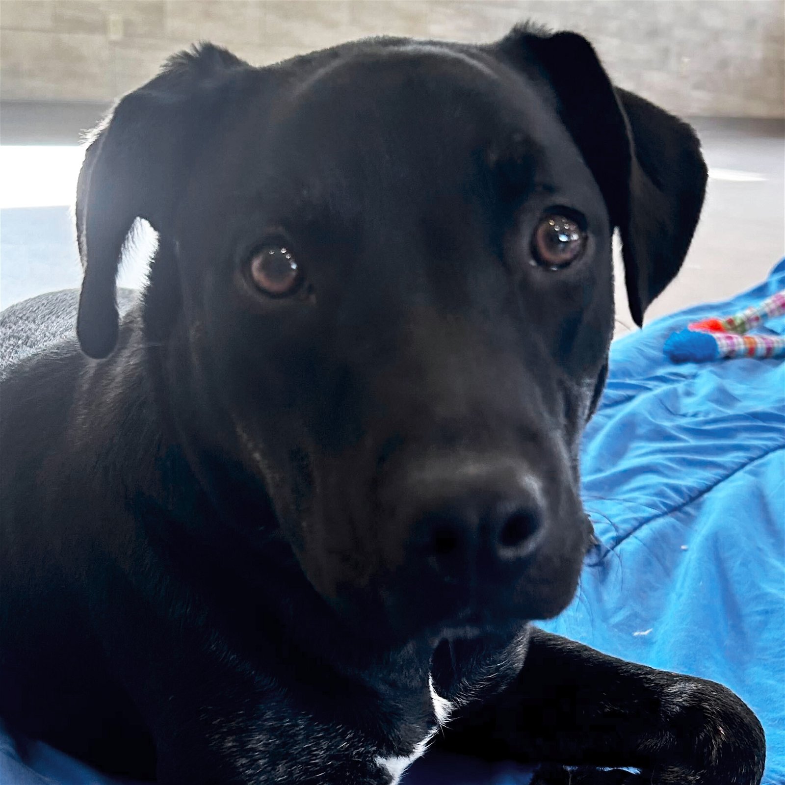 adoptable Dog in Fort Atkinson, WI named Zamani