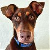adoptable Dog in fort atkinson, WI named Kai
