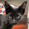 adoptable Cat in fort atkinson, WI named Pepper