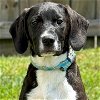 adoptable Dog in fort atkinson, WI named Reggie