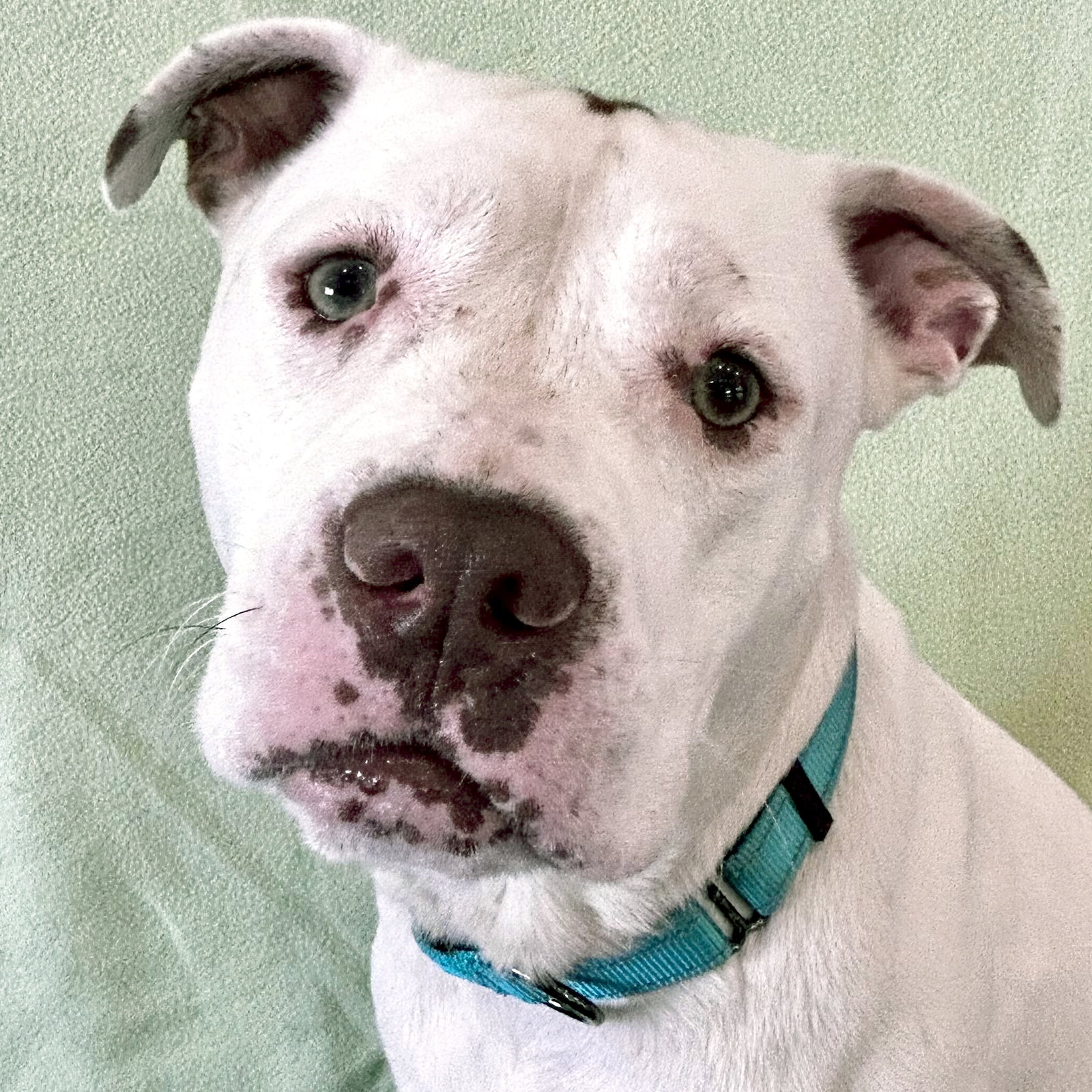 Dog adoption in Fort Atkinson, WI 53538 American Bulldog / Mixed