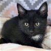 adoptable Cat in , WI named Tartar Sauce - Reduced Fee!