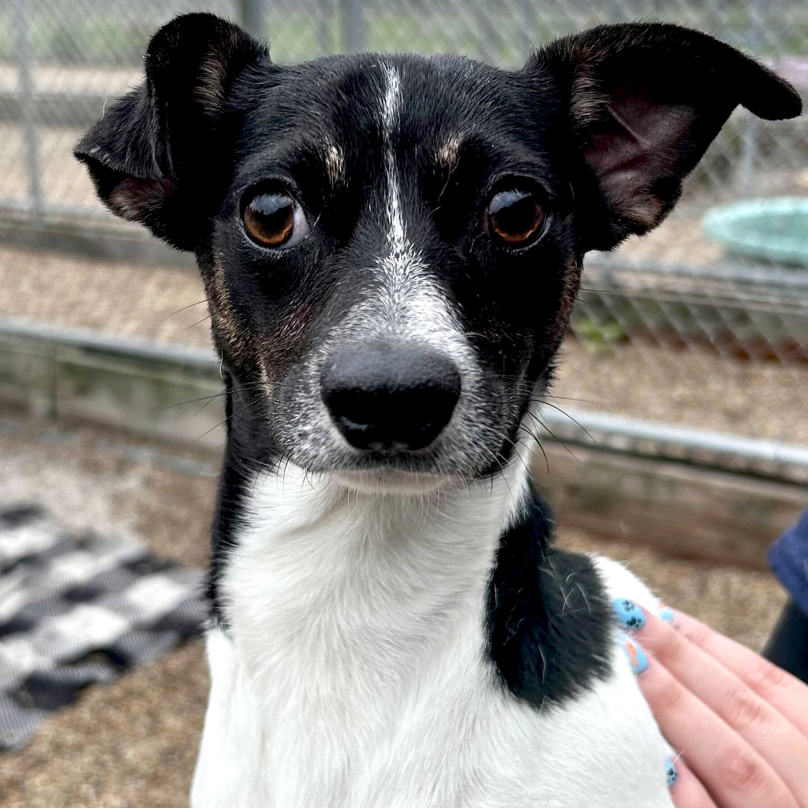 Dog adoption in Fort Atkinson, WI 53538 Chihuahua / Mixed (short coat