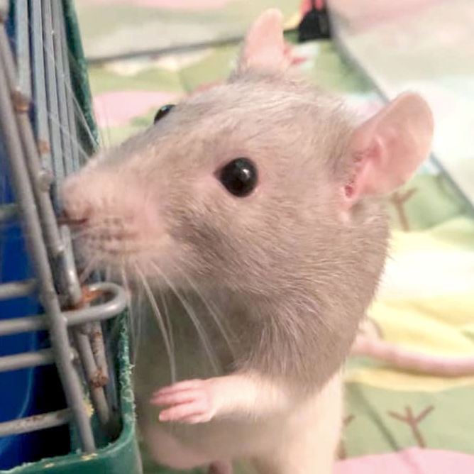 adoptable Rat in Fort Atkinson, WI named Whiskers - Name Your Own Adoption Fee!