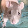 adoptable Rat in Fort Atkinson, WI named Willow - Name Your Own Adoption Fee!