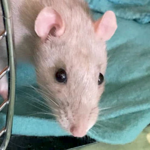 adoptable Rat in Fort Atkinson, WI named Winter - Name Your Own Adoption Fee!