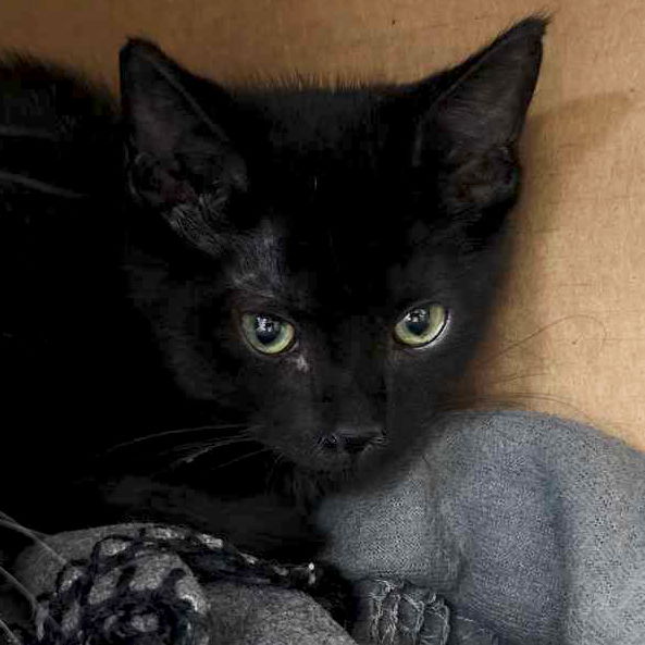 adoptable Cat in Fort Atkinson, WI named Black Pepper - Name Your Own Adoption Fee!