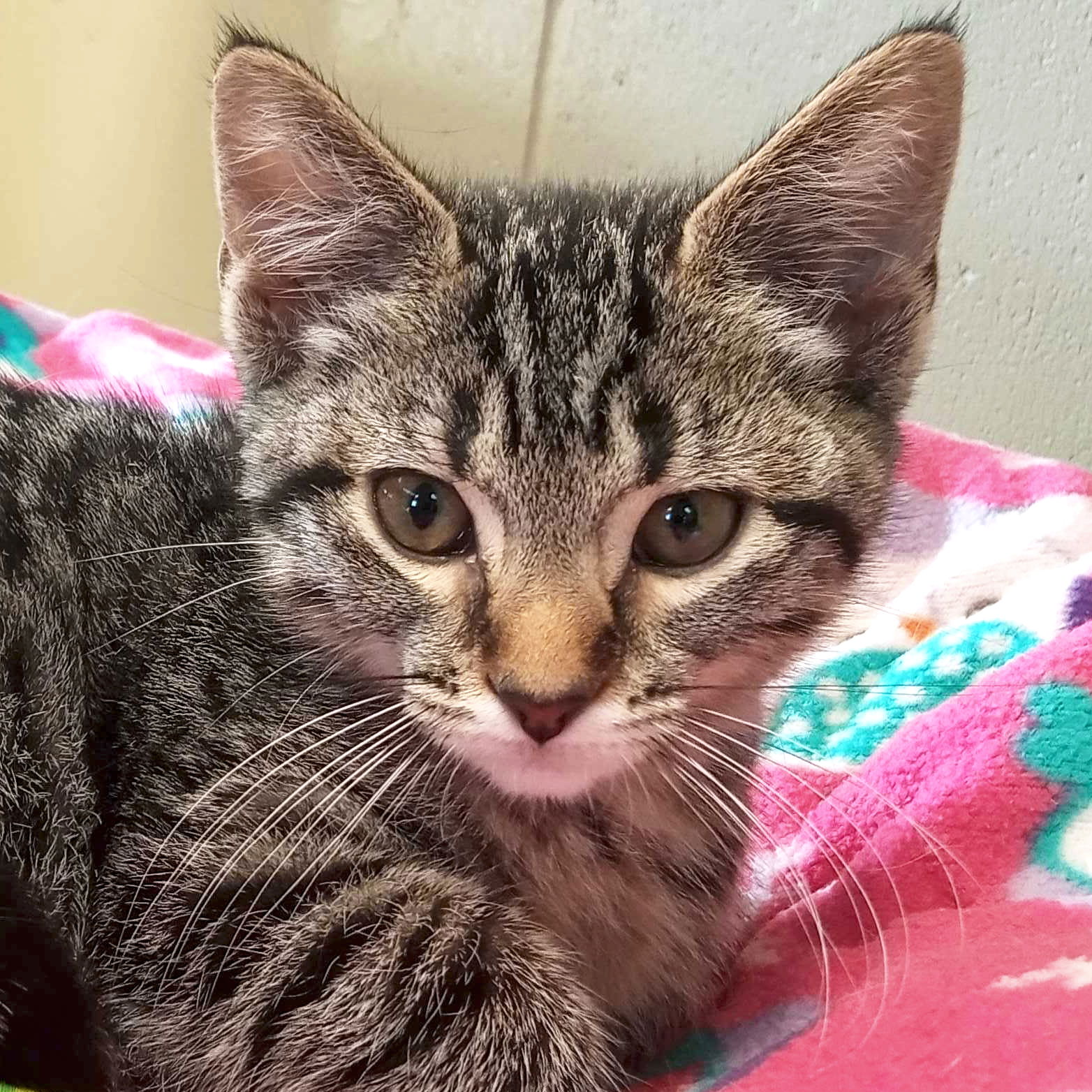 adoptable Cat in Fort Atkinson, WI named Julienne - Reduced Fee!