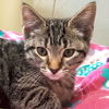 adoptable Cat in , WI named Julienne - Reduced Fee!