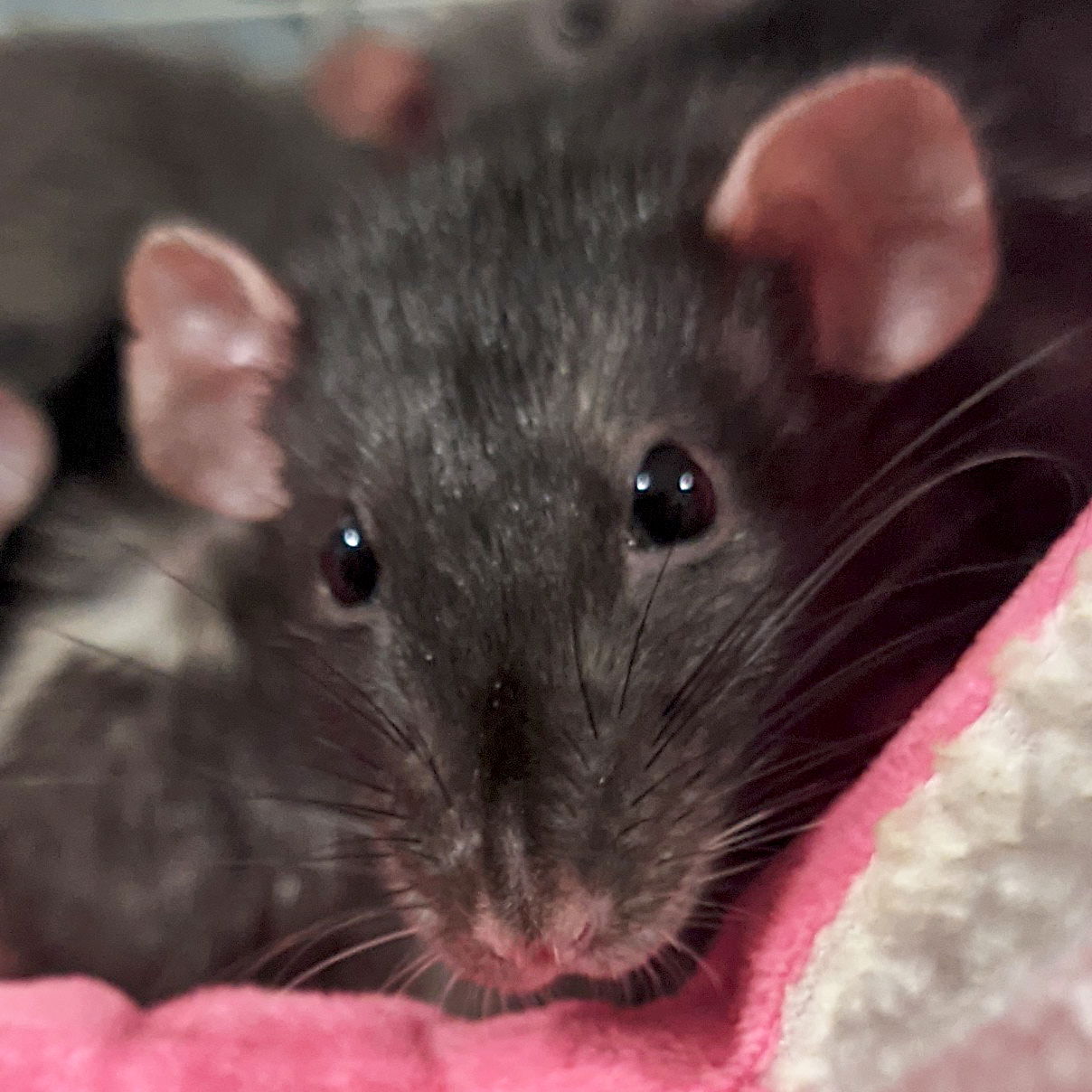 adoptable Rat in Fort Atkinson, WI named Aretha Franklin - Name Your Own Adoption Fee!