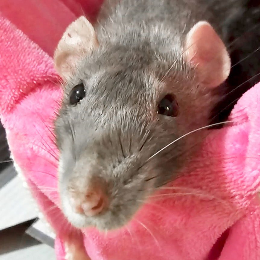 adoptable Rat in Fort Atkinson, WI named Janis Joplin - Name Your Own Adoption Fee!